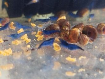 Krevetky Neocaridina Modré Červené Oranžové