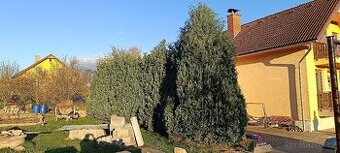 Prodej vzrostlých thují