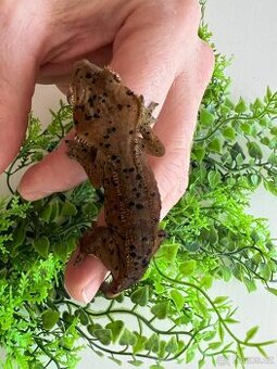 Pagekon řasnatý- Correlophus ciliatus