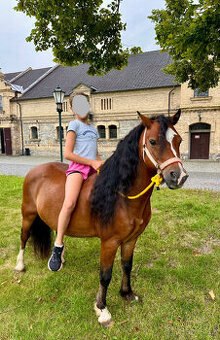 Valach welsh mountain pony, sekce A