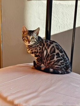 Bengálský kocourek