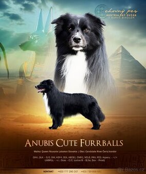 Australský ovčák - Krytí chovným psem