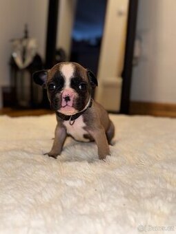 ✨Francouzský buldoček✨ - 1