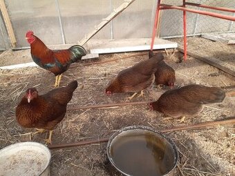 Zdrobnělá velsumka rezavě koroptví