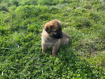 Německý ovčák štěně