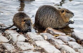 Nutrie