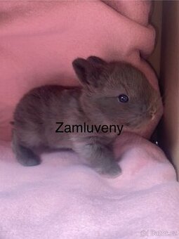 Poslední volny zakrslý králíček