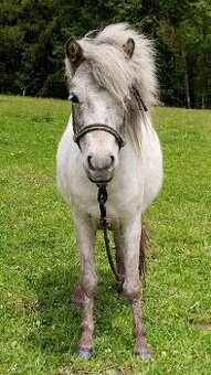 Minihise/ MiniAppaloosa klisnička