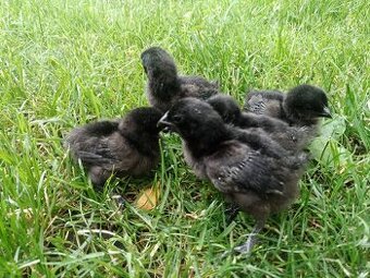 Kuřátka Ayam Cemani