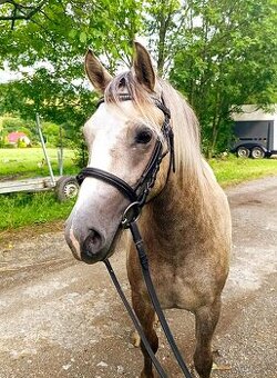 Valašek Český sportovní pony