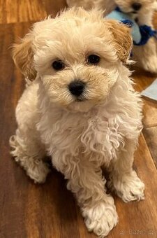 Maltipoo