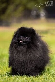 Pomeranian s Průkazem původu FCI - chovný pes