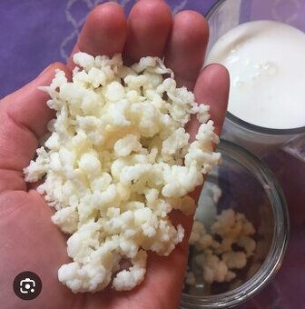 Mléčná Tibetská kefírová houba