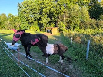 Pozemek nebo zahrada