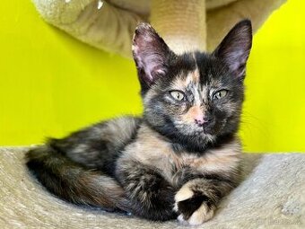 Mainská křížená koťátka