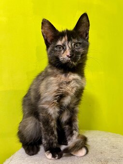 Mainská mývalí křížená koťátka