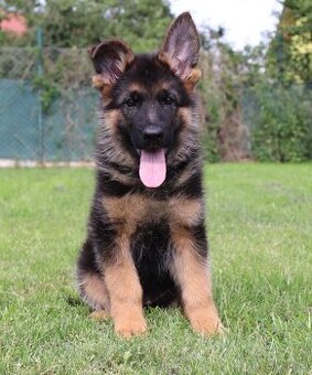 Německý ovčák štěňata s PP pejsek