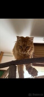 Daruji kočky do dobrých rukou