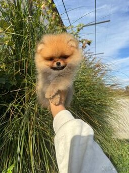 Померанський шпіц