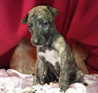 Whippet štěňátka bez PP po rodičích s PP ( FCI).