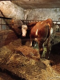 Prodám prvotelku C100