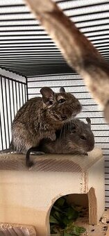 Daruju dvě osmačky do dobrých rukou