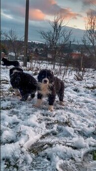 Štěňátka border kolie