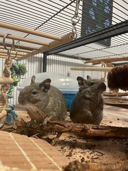 Daruji osmáky -  spěchá