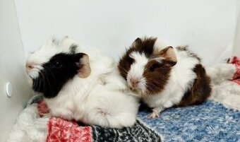 Morče, Morčata, Morčátko, Morčátka - GIGI A GINA