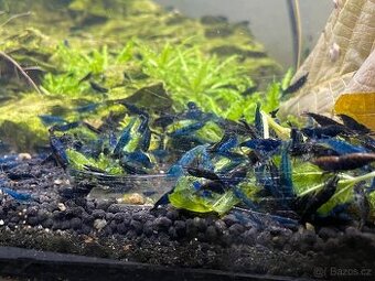 Krevetky modré Blue Diamond