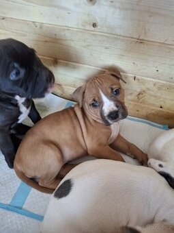 Americký stafordšírský teriér