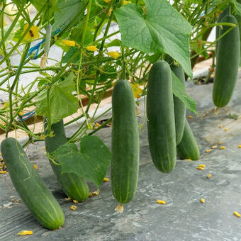 Okurky krátké salátovky Delicius, 20ks semínek - 1