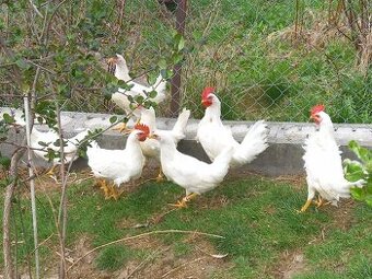 Prodám kohouty Leghorn