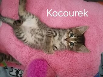Daruji kotě