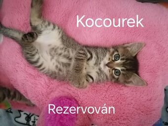 Daruji kotě