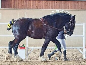 Shire horse hřebec