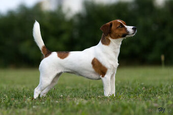 štěňata Jack Russell teriéra s PP