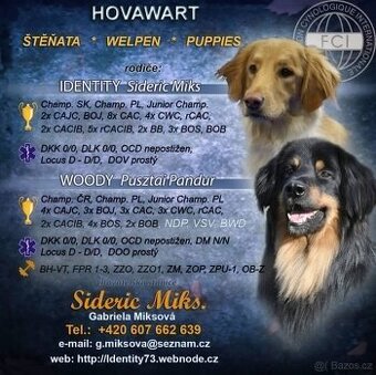 Hovawart s PP - 1
