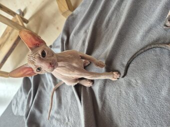Donský sphynx - poslední koťátko