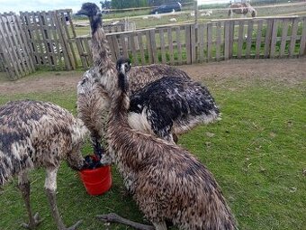 Emu hnědý