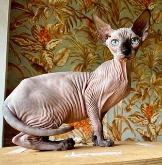 Sphynx