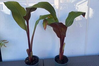 Červený banánovník - Ensete ventricosum 'Maurelii'