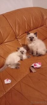 Ragdoll koťata