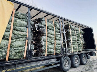 Kavkazská jedle 1,70-2,00 smrk vánoční stromky