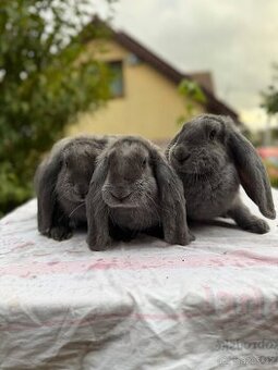 🐇 Čistí modří berani – samci i samice k odběru 🐇