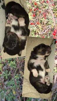 ŠTĚNĚ SHELTIE s PP