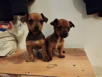 Jezevčík trpasličí