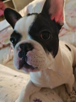 francouzky buldocek stenata