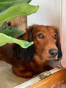 NABÍDKA KRYTÍ- Jezevčík dlouhosrstý (pes)