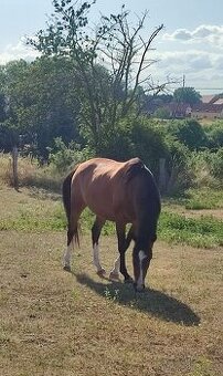 Líbivá 6-letá klisna - do konce roku cena dohodou